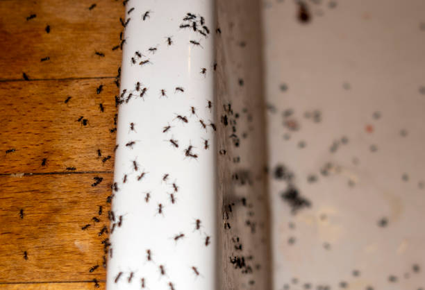 Best Local Pest Control Services  in Glen Ridge, NJ