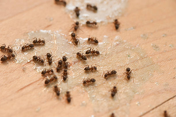 Best Affordable Pest Control Services  in Glen Ridge, NJ